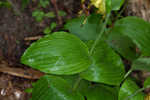 Kentuckey lady's slipper